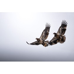 Olympus M.Zuiko Digital ED 100-400mm F5.0-6.3 IS II Lens - EZ-M1040 - Black — Buy in Cyprus with Fast Delivery