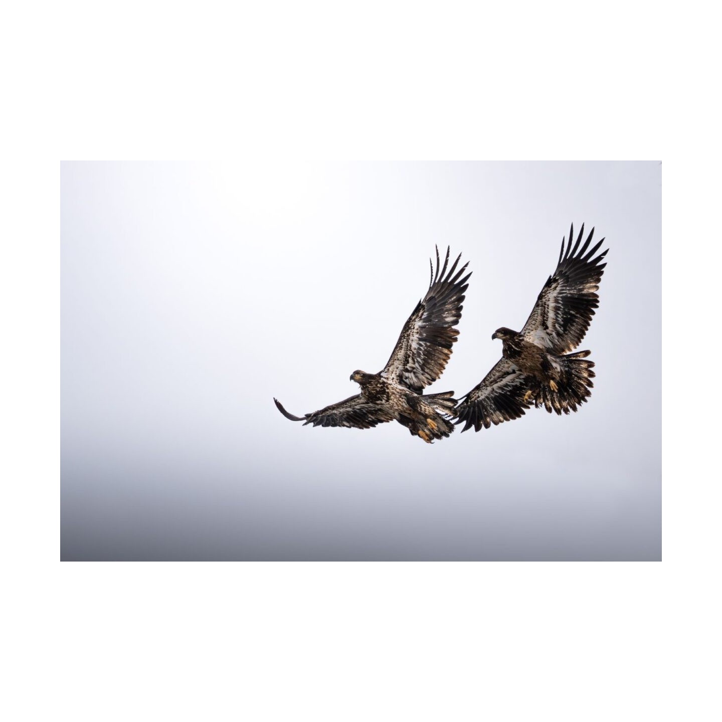 Olympus M.Zuiko Digital ED 100-400mm F5.0-6.3 IS II Lens - EZ-M1040 - Black — Buy in Cyprus with Fast Delivery