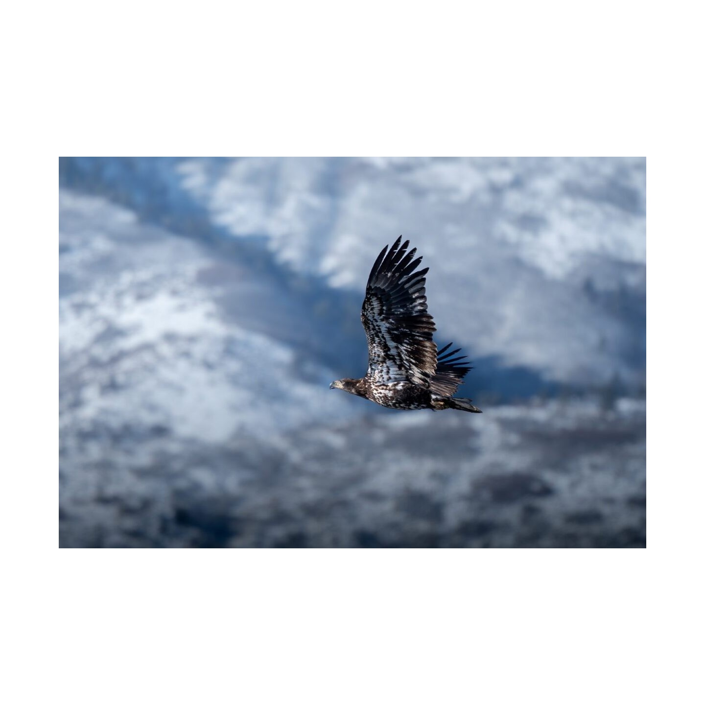 Olympus M.Zuiko Digital ED 100-400mm F5.0-6.3 IS II Lens - EZ-M1040 - Black — Buy in Cyprus with Fast Delivery