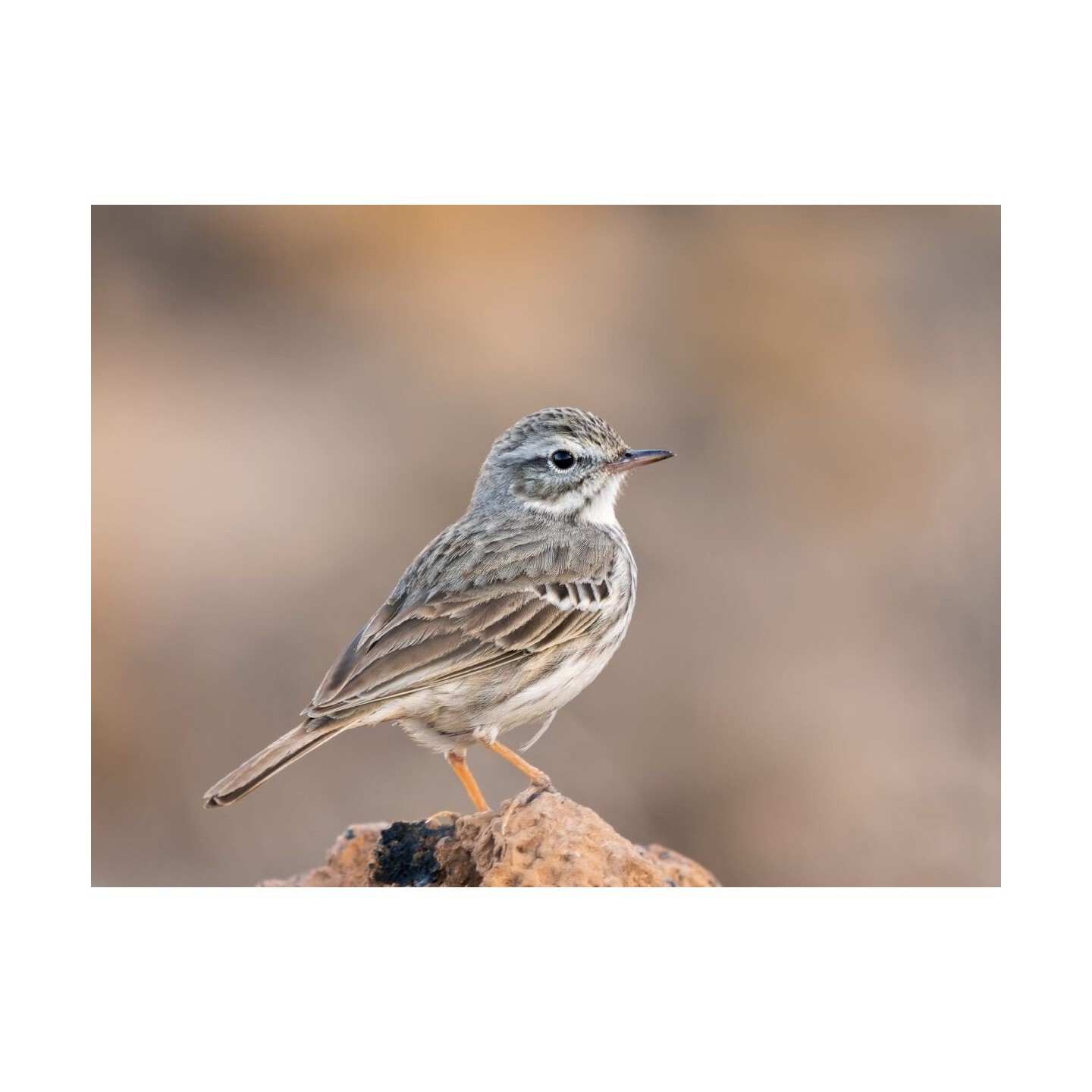 Olympus M.Zuiko Digital ED 100-400mm F5.0-6.3 IS II Lens - EZ-M1040 - Black — Buy in Cyprus with Fast Delivery