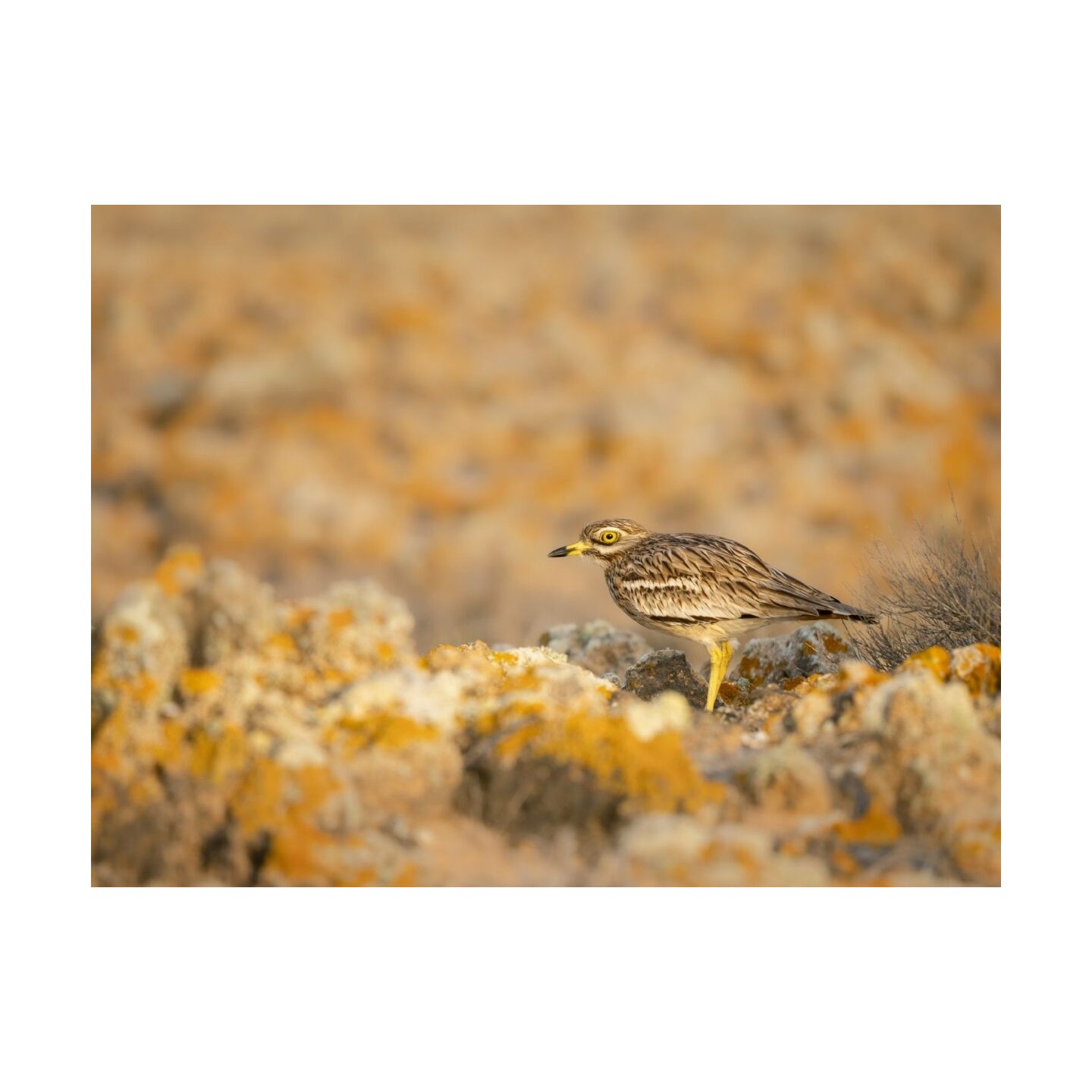 Olympus M.Zuiko Digital ED 100-400mm F5.0-6.3 IS II Lens - EZ-M1040 - Black — Buy in Cyprus with Fast Delivery