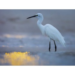 Olympus M.Zuiko Digital ED 100-400mm F5.0-6.3 IS II Lens - EZ-M1040 - Black — Buy in Cyprus with Fast Delivery