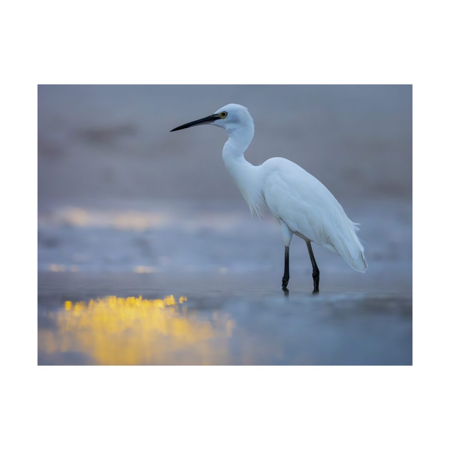 Olympus M.Zuiko Digital ED 100-400mm F5.0-6.3 IS II Lens - EZ-M1040 - Black — Buy in Cyprus with Fast Delivery