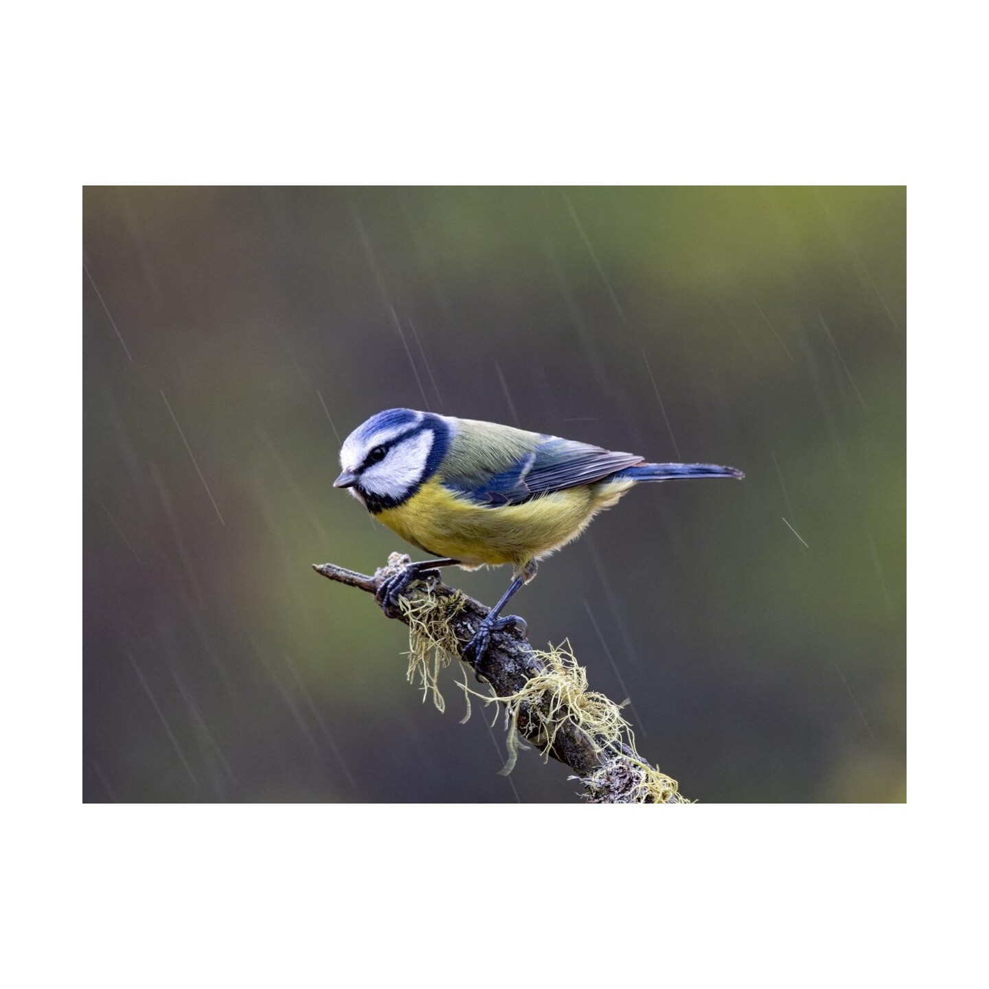 Olympus M.Zuiko Digital ED 100-400mm F5.0-6.3 IS II Lens - EZ-M1040 - Black — Buy in Cyprus with Fast Delivery