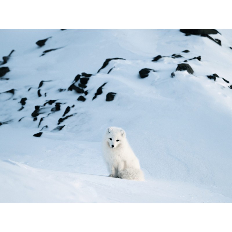 Buy Olympus MC-14 M.ZUIKO DIGITAL 1.4x Teleconverter - MC-14 - 1.4x Teleconverter in Cyprus, Nicosia, Limassol, Larnaka, Pafos