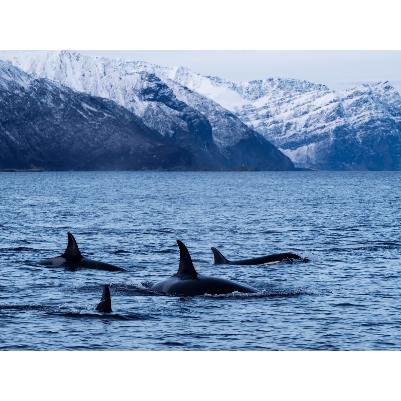 Buy Olympus MC-14 M.ZUIKO DIGITAL 1.4x Teleconverter - MC-14 - 1.4x Teleconverter in Cyprus, Nicosia, Limassol, Larnaka, Pafos