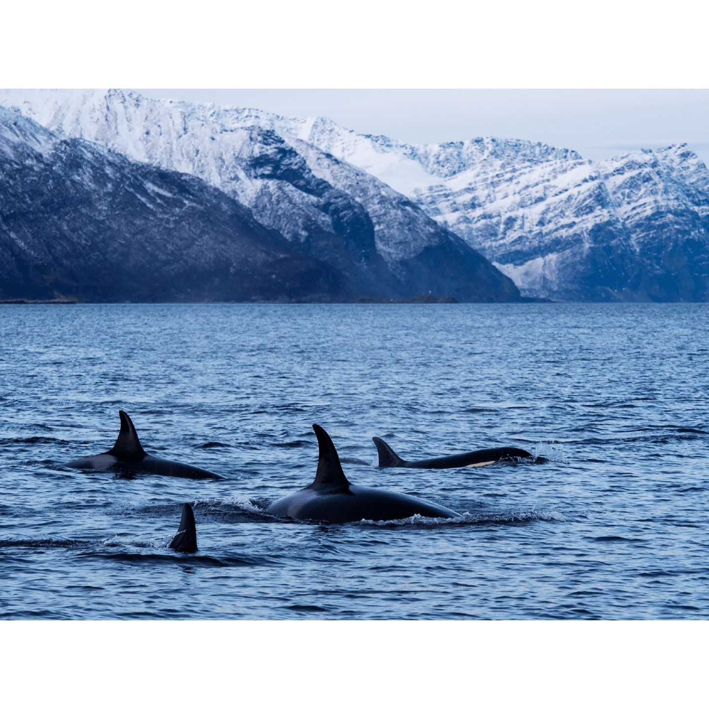 Olympus MC-14 M.ZUIKO DIGITAL 1.4x Teleconverter - MC-14 - 1.4x Teleconverter — Buy in Cyprus with Fast Delivery