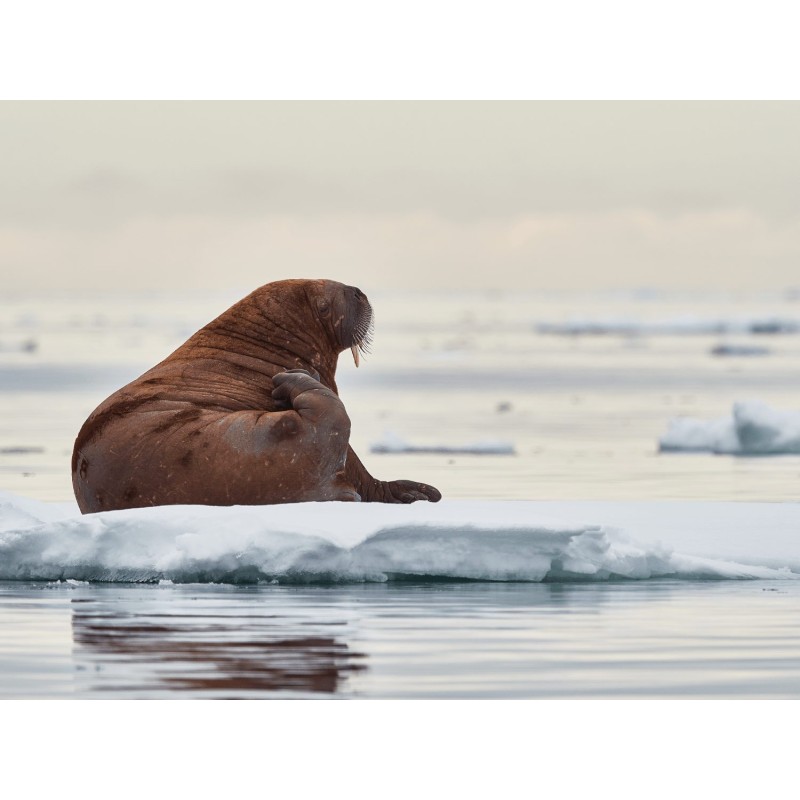 Buy Olympus MC-14 M.ZUIKO DIGITAL 1.4x Teleconverter - MC-14 - 1.4x Teleconverter in Cyprus, Nicosia, Limassol, Larnaka, Pafos