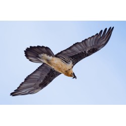 Buy Olympus MC-14 M.ZUIKO DIGITAL 1.4x Teleconverter - MC-14 - 1.4x Teleconverter in Cyprus, Nicosia, Limassol, Larnaka, Pafos