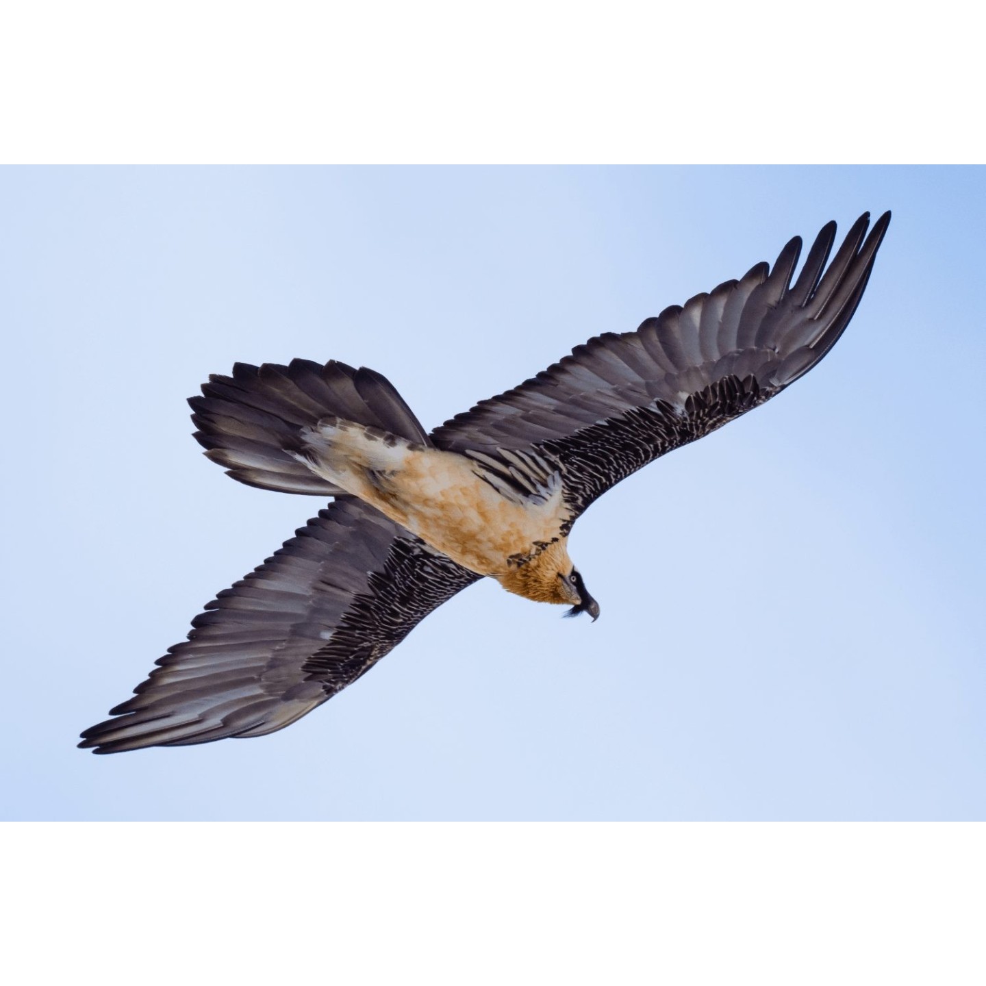 Olympus MC-14 M.ZUIKO DIGITAL 1.4x Teleconverter - MC-14 - 1.4x Teleconverter — Buy in Cyprus with Fast Delivery