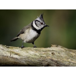 Buy Olympus MC-14 M.ZUIKO DIGITAL 1.4x Teleconverter - MC-14 - 1.4x Teleconverter in Cyprus, Nicosia, Limassol, Larnaka, Pafos