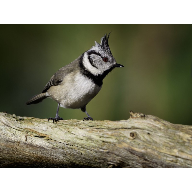 Buy Olympus MC-14 M.ZUIKO DIGITAL 1.4x Teleconverter - MC-14 - 1.4x Teleconverter in Cyprus, Nicosia, Limassol, Larnaka, Pafos