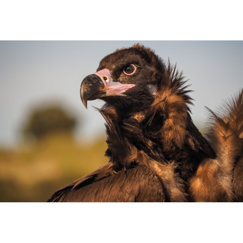 Buy Olympus M.Zuiko Digital ED 40-150mm F4.0 PRO incl. Lens hood & Wrapping cloth in Cyprus, Nicosia, Limassol, Larnaka, Pafos