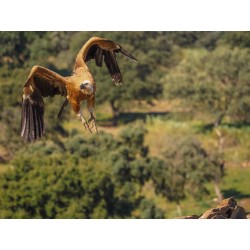 Buy Olympus M.Zuiko Digital ED 40-150mm F4.0 PRO incl. Lens hood & Wrapping cloth in Cyprus, Nicosia, Limassol, Larnaka, Pafos