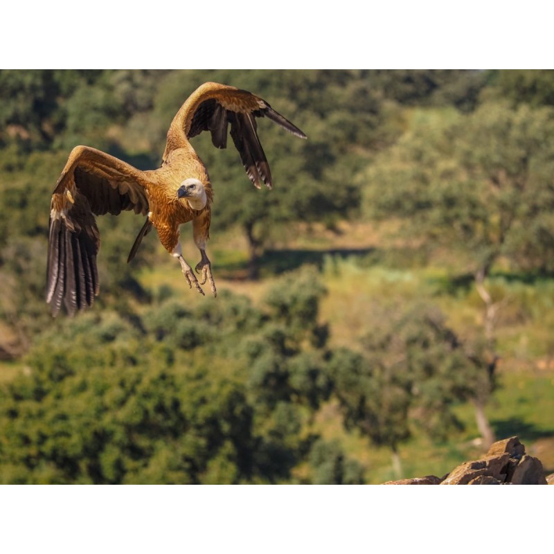 Buy Olympus M.Zuiko Digital ED 40-150mm F4.0 PRO incl. Lens hood & Wrapping cloth in Cyprus, Nicosia, Limassol, Larnaka, Pafos