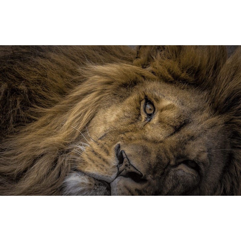 Buy Olympus M.Zuiko Digital ED 75-300mm f/4.8-6.7 II - EZ-M7530-2 - Black, Micro... in Cyprus, Nicosia, Limassol, Larnaka, Pafos