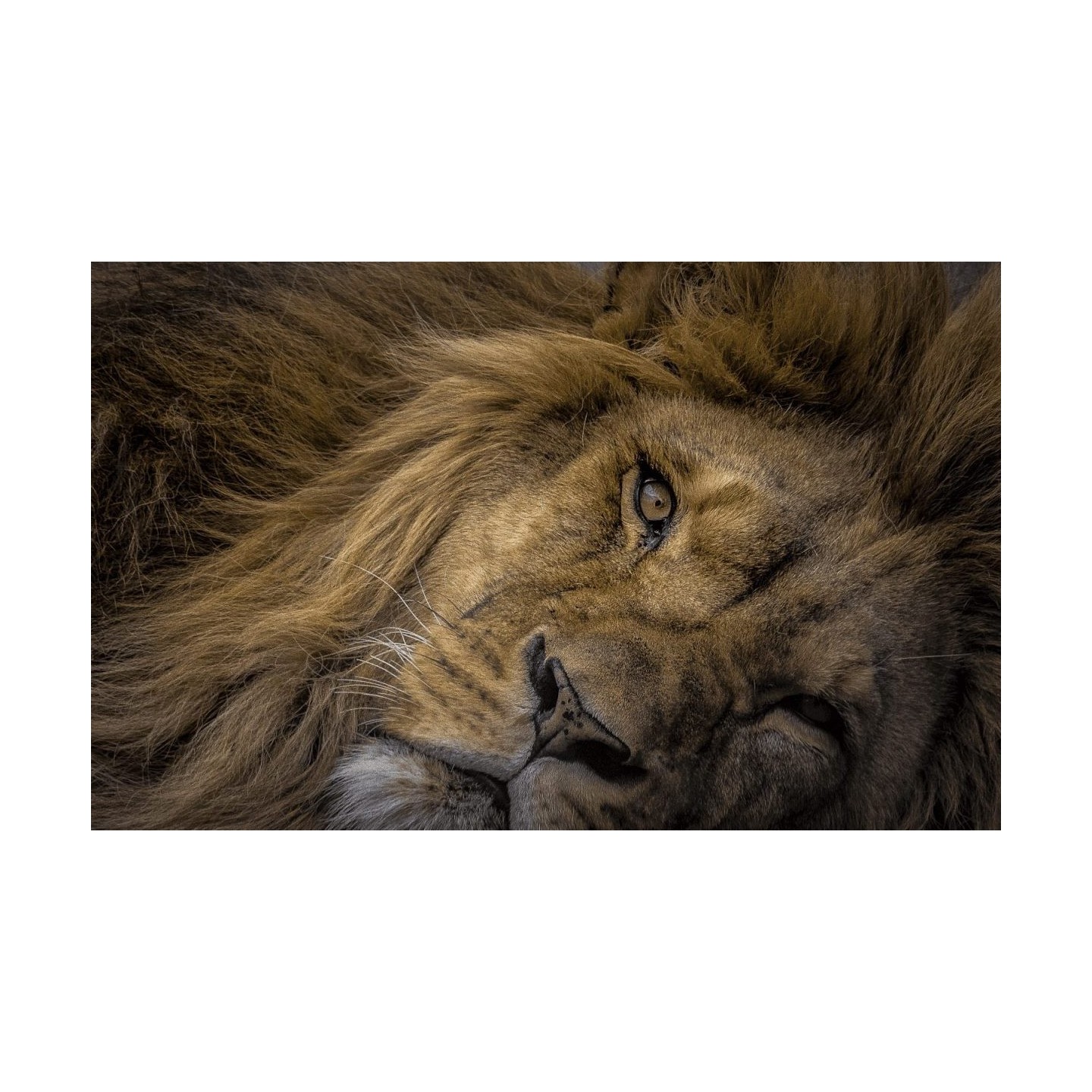 Olympus M.Zuiko Digital ED 75-300mm f/4.8-6.7 II - EZ-M7530-2 - Black, Micro Four Thirds, 58mm filter