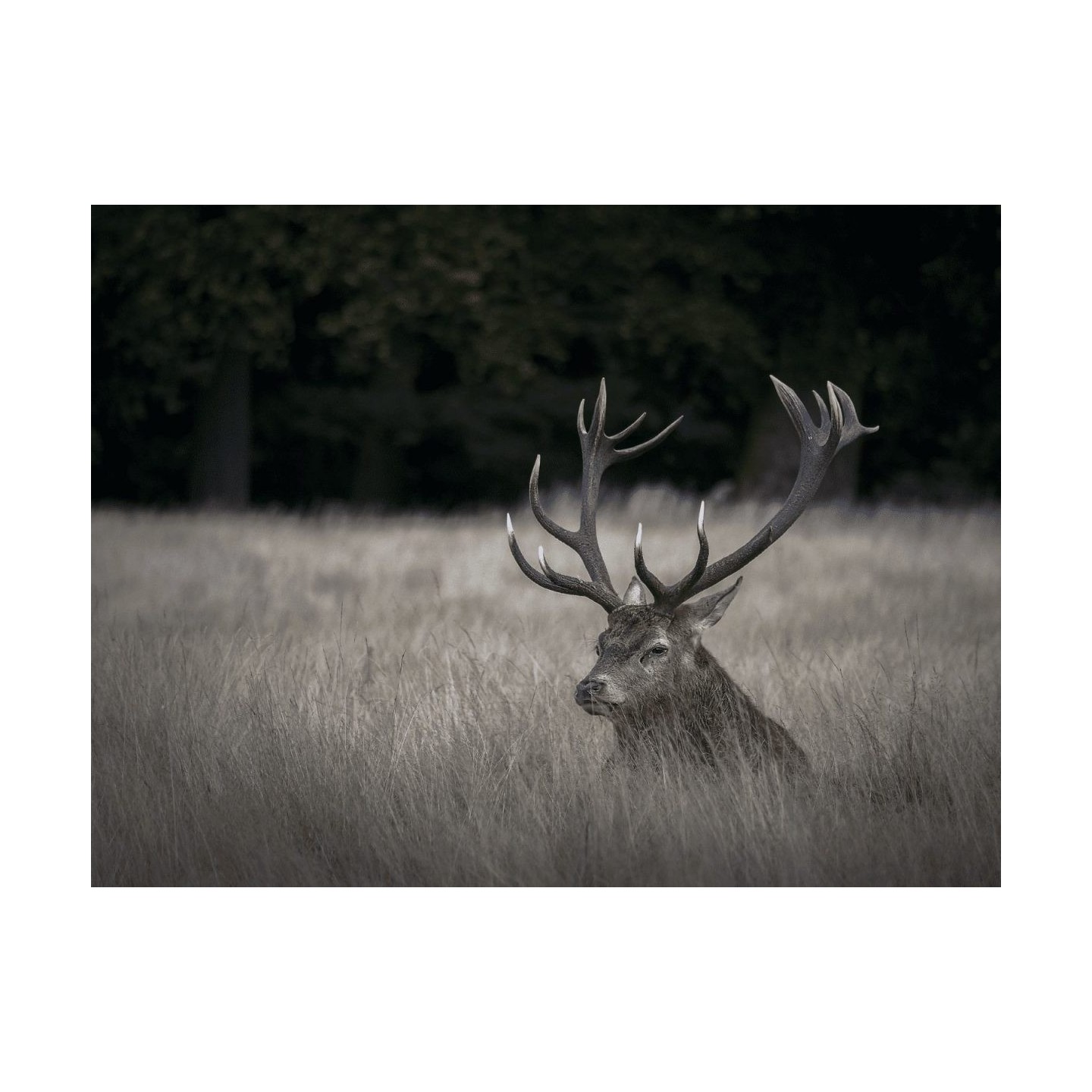 Olympus M.Zuiko Digital ED 75-300mm f/4.8-6.7 II - EZ-M7530-2 - Black, Micro Four Thirds, 58mm filter