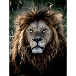 Buy M.Zuiko Digital ED 40-150mm F2.8 PRO - EZ-M4015PRO - Black in Cyprus, Nicosia, Limassol, Larnaka, Pafos