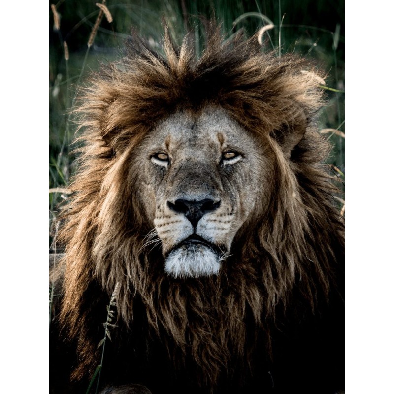 Buy M.Zuiko Digital ED 40-150mm F2.8 PRO - EZ-M4015PRO - Black in Cyprus, Nicosia, Limassol, Larnaka, Pafos