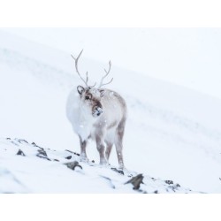 Buy M.Zuiko Digital ED 40-150mm F2.8 PRO - EZ-M4015PRO - Black in Cyprus, Nicosia, Limassol, Larnaka, Pafos