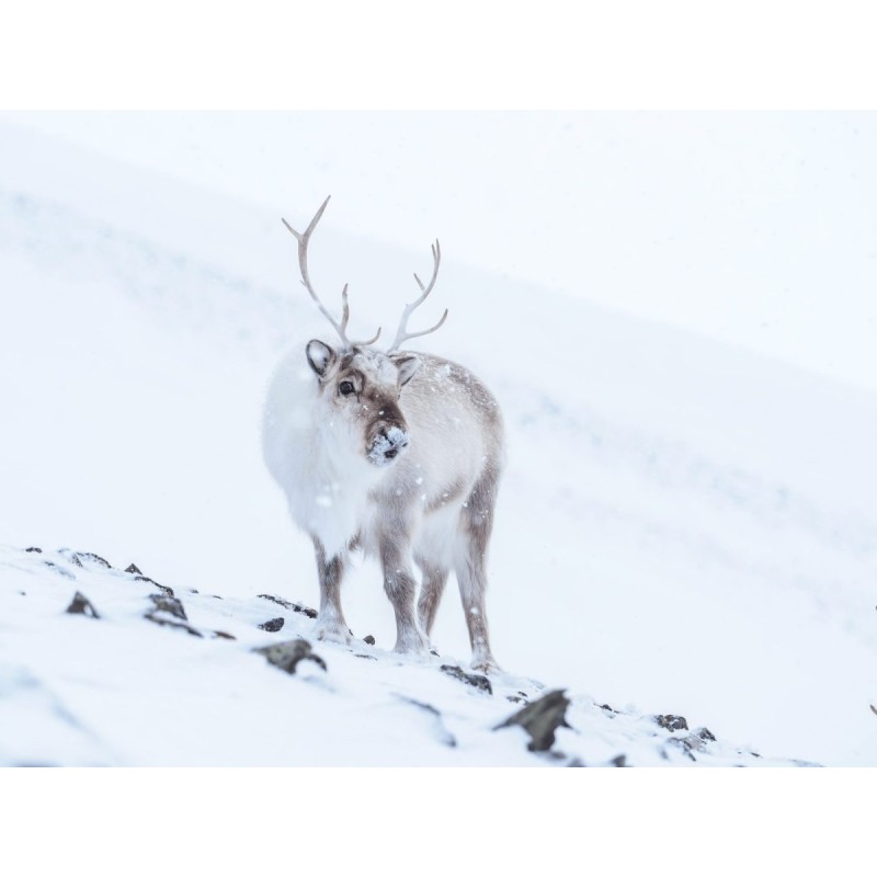 Buy M.Zuiko Digital ED 40-150mm F2.8 PRO - EZ-M4015PRO - Black in Cyprus, Nicosia, Limassol, Larnaka, Pafos