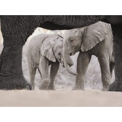 Buy M.Zuiko Digital ED 40-150mm F2.8 PRO - EZ-M4015PRO - Black in Cyprus, Nicosia, Limassol, Larnaka, Pafos