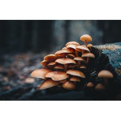 Buy Olympus OM SYSTEM M.Zuiko PRO Digital ED 20mm 1:1.4 incl. Lens hood & Wrappi... in Cyprus, Nicosia, Limassol, Larnaka, Pafos