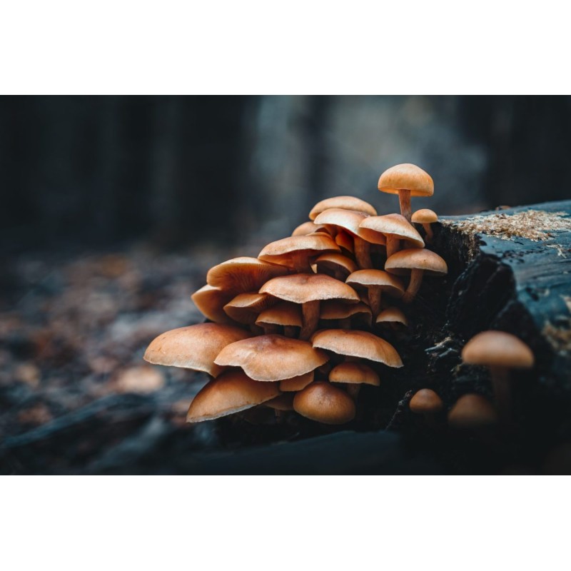 Buy Olympus OM SYSTEM M.Zuiko PRO Digital ED 20mm 1:1.4 incl. Lens hood & Wrappi... in Cyprus, Nicosia, Limassol, Larnaka, Pafos