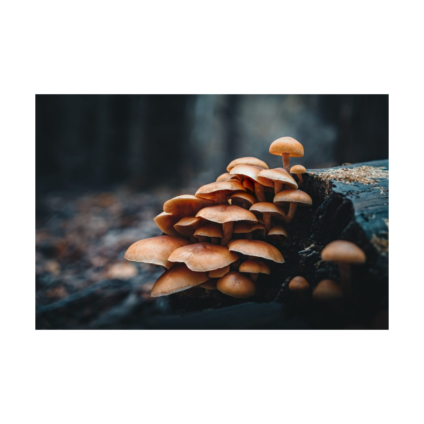 Olympus OM SYSTEM M.Zuiko PRO Digital ED 20mm 1:1.4 incl. Lens hood & Wrapping cloth — Buy in Cyprus with Fast Delivery