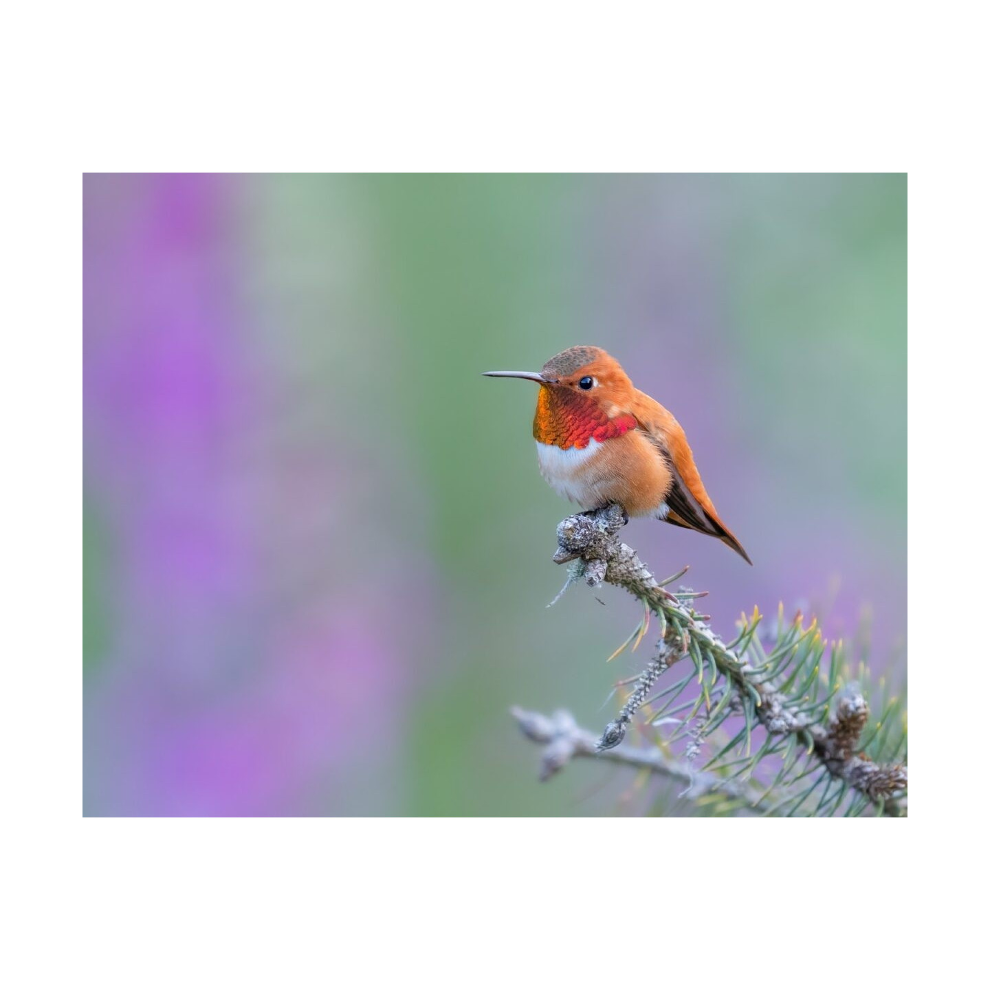 M.Zuiko Digital ED 50-200mm F2.8 IS PRO - 50-200mm F2.8 IS PRO - Micro Four Thirds Pro telephoto zoom with IS