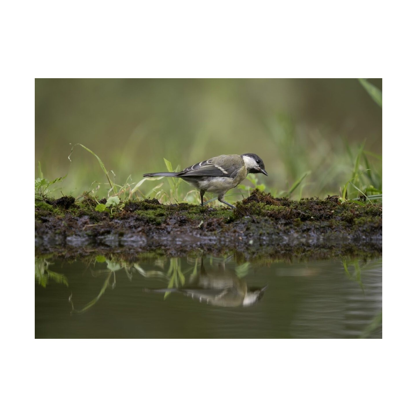 M.Zuiko Digital ED 50-200mm F2.8 IS PRO - 50-200mm F2.8 IS PRO - Micro Four Thirds Pro telephoto zoom with IS