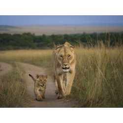 Buy M.Zuiko Digital ED 50-200mm F2.8 IS PRO - 50-200mm F2.8 IS PRO - Micro Four ... in Cyprus, Nicosia, Limassol, Larnaka, Pafos