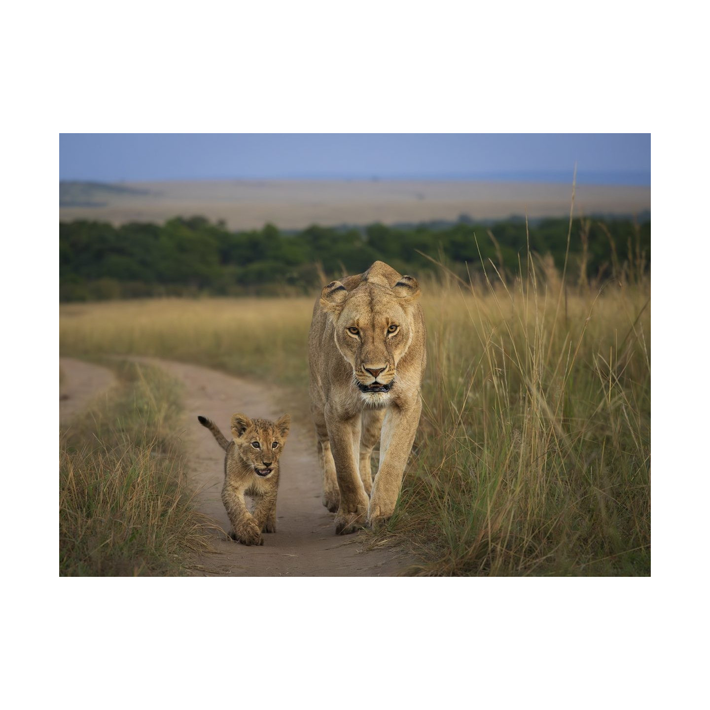 M.Zuiko Digital ED 50-200mm F2.8 IS PRO - 50-200mm F2.8 IS PRO - Micro Four Thirds Pro telephoto zoom with IS