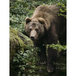 Buy M.Zuiko Digital ED 50-200mm F2.8 IS PRO - 50-200mm F2.8 IS PRO - Micro Four ... in Cyprus, Nicosia, Limassol, Larnaka, Pafos