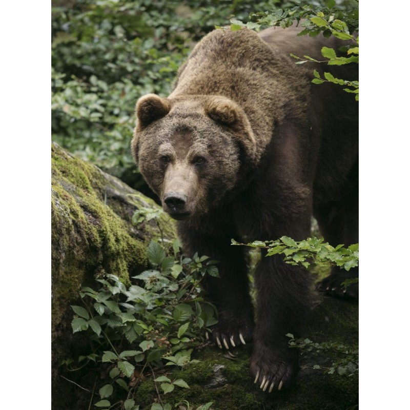 Buy M.Zuiko Digital ED 50-200mm F2.8 IS PRO - 50-200mm F2.8 IS PRO - Micro Four ... in Cyprus, Nicosia, Limassol, Larnaka, Pafos