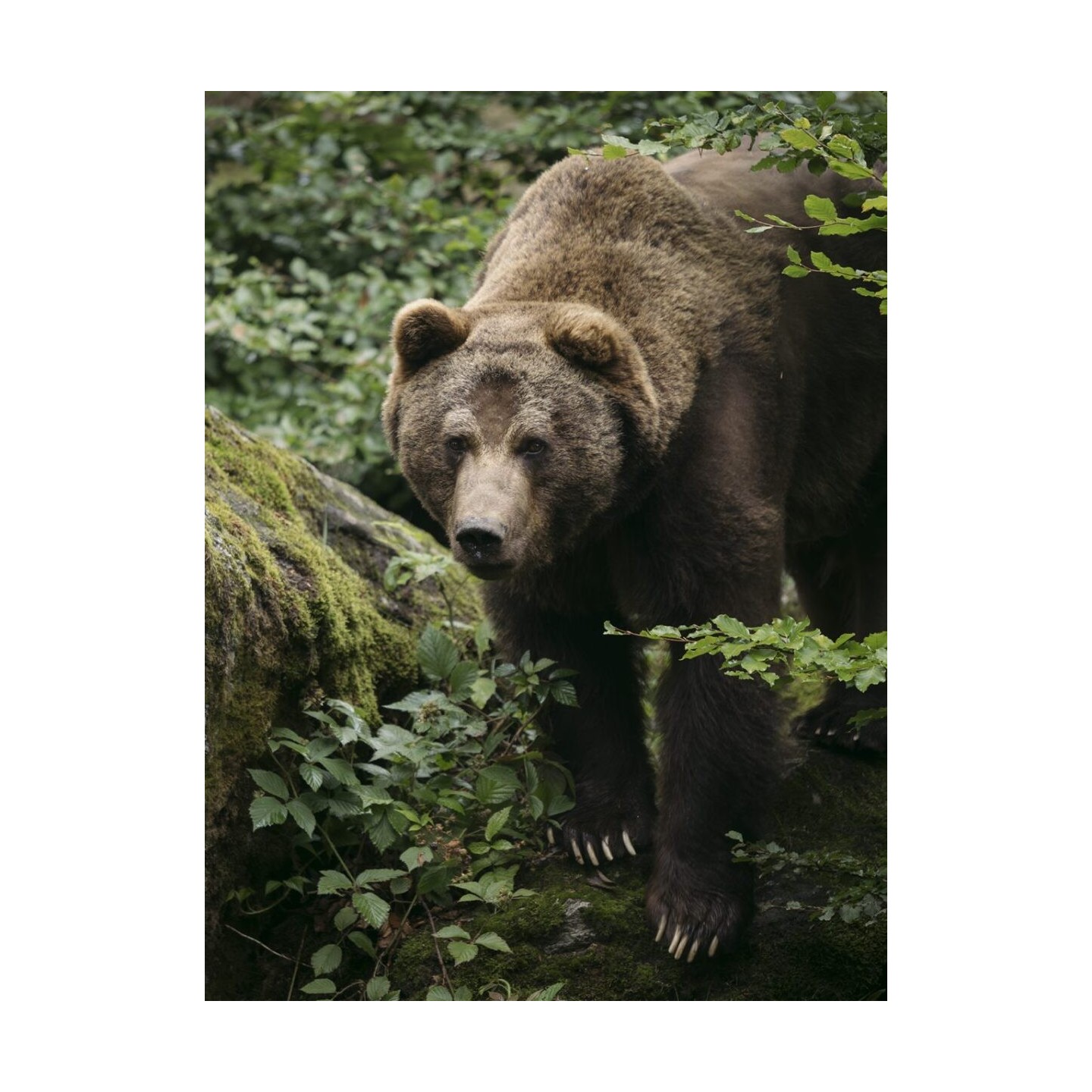 M.Zuiko Digital ED 50-200mm F2.8 IS PRO - 50-200mm F2.8 IS PRO - Micro Four Thirds Pro telephoto zoom with IS