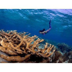 Buy M.ZUIKO DIGITAL ED 8mm F1.8 FISHEYE PRO - 8mm F1.8 - Ultra-wide fisheye lens in Cyprus, Nicosia, Limassol, Larnaka, Pafos