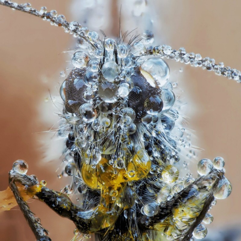 Buy Olympus M.Zuiko Digital 60mm f/2.8 Macro - EM-M6028 - Black, Micro Four Thirds in Cyprus, Nicosia, Limassol, Larnaka, Pafos