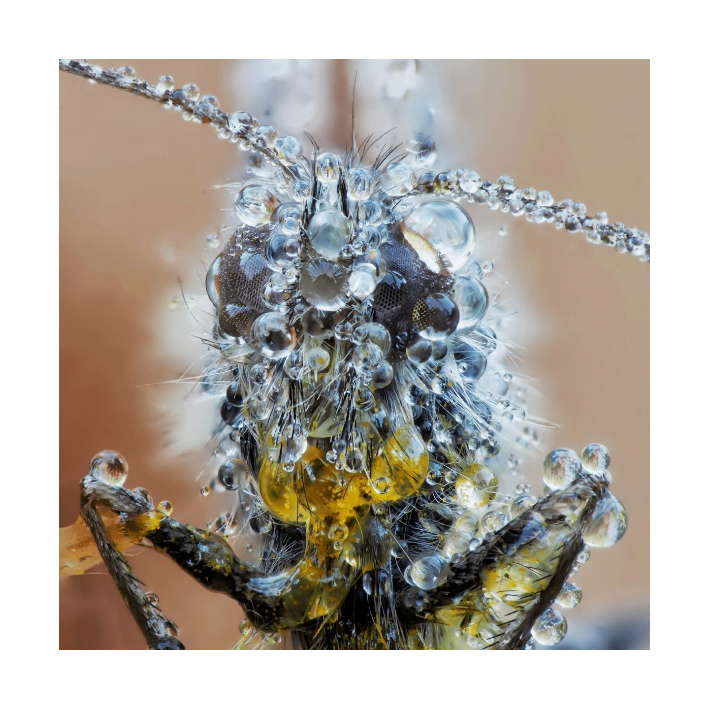 Olympus M.Zuiko Digital 60mm f/2.8 Macro - EM-M6028 - Black, Micro Four Thirds — Buy in Cyprus with Fast Delivery