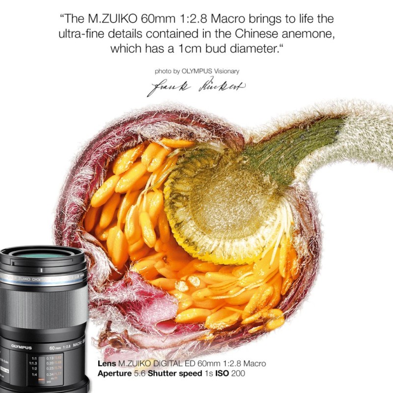 Buy Olympus M.Zuiko Digital 60mm f/2.8 Macro - EM-M6028 - Black, Micro Four Thirds in Cyprus, Nicosia, Limassol, Larnaka, Pafos