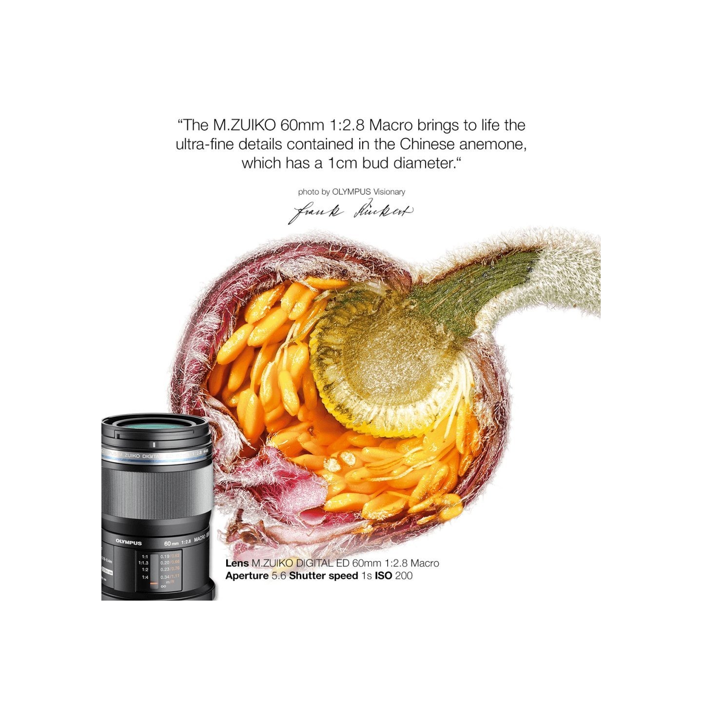 Olympus M.Zuiko Digital 60mm f/2.8 Macro - EM-M6028 - Black, Micro Four Thirds — Buy in Cyprus with Fast Delivery