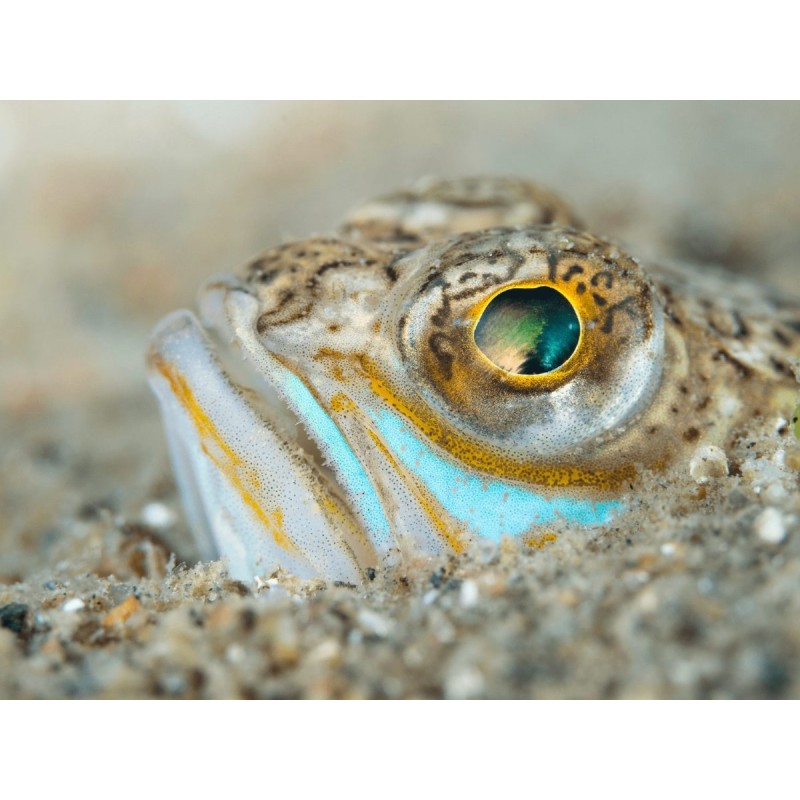 Buy Olympus M.Zuiko Digital 60mm f/2.8 Macro - EM-M6028 - Black, Micro Four Thirds in Cyprus, Nicosia, Limassol, Larnaka, Pafos