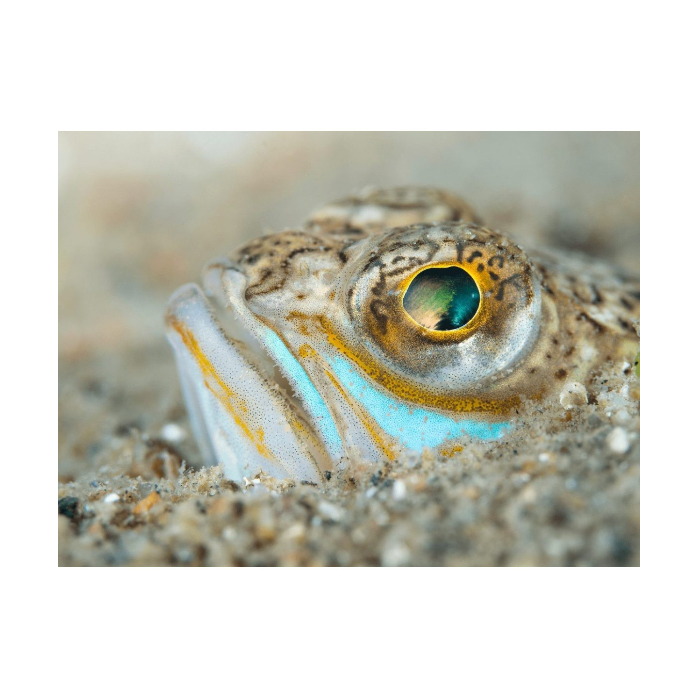 Olympus M.Zuiko Digital 60mm f/2.8 Macro - EM-M6028 - Black, Micro Four Thirds — Buy in Cyprus with Fast Delivery