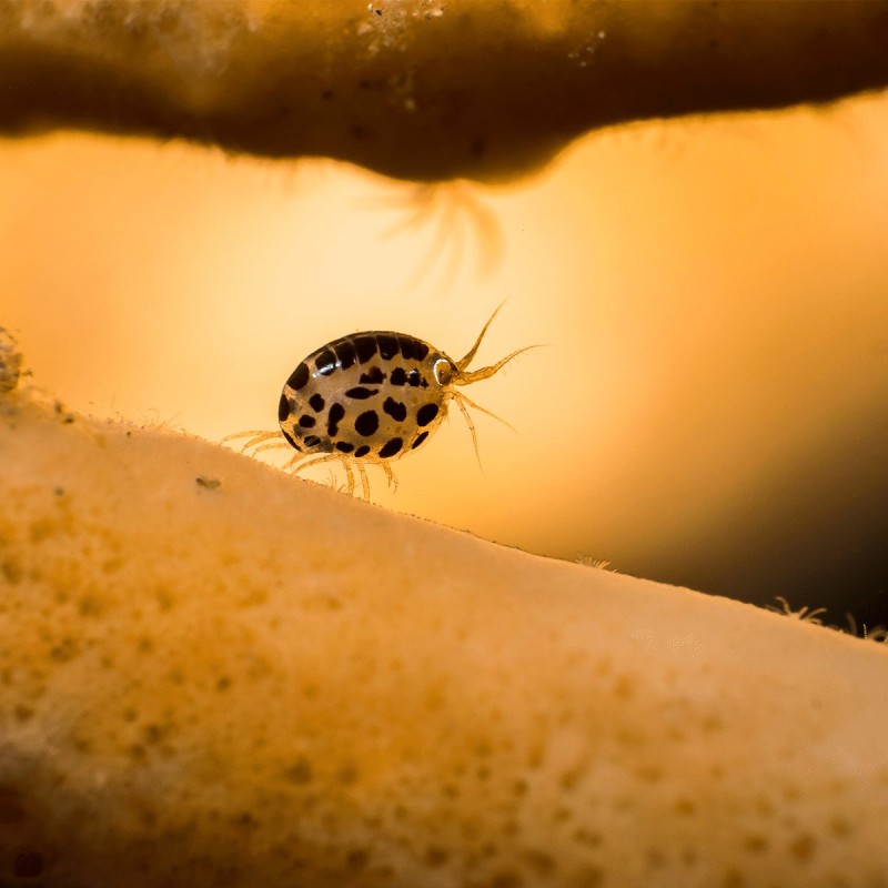 Buy Olympus M.Zuiko Digital 60mm f/2.8 Macro - EM-M6028 - Black, Micro Four Thirds in Cyprus, Nicosia, Limassol, Larnaka, Pafos