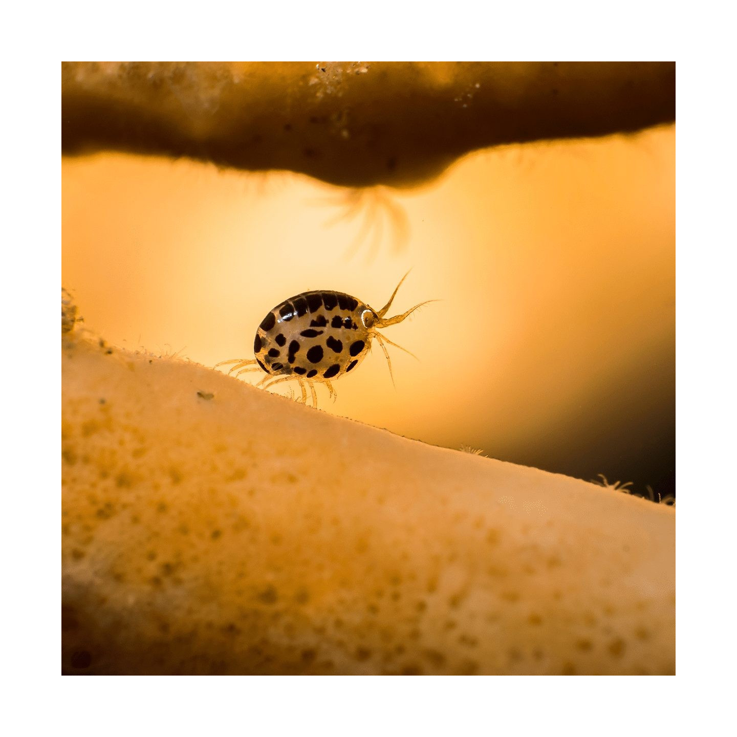 Olympus M.Zuiko Digital 60mm f/2.8 Macro - EM-M6028 - Black, Micro Four Thirds — Buy in Cyprus with Fast Delivery