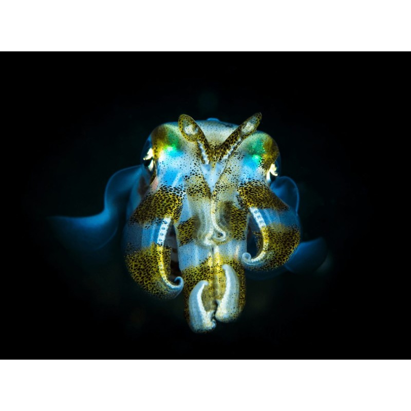 Buy Olympus M.Zuiko Digital 60mm f/2.8 Macro - EM-M6028 - Black, Micro Four Thirds in Cyprus, Nicosia, Limassol, Larnaka, Pafos