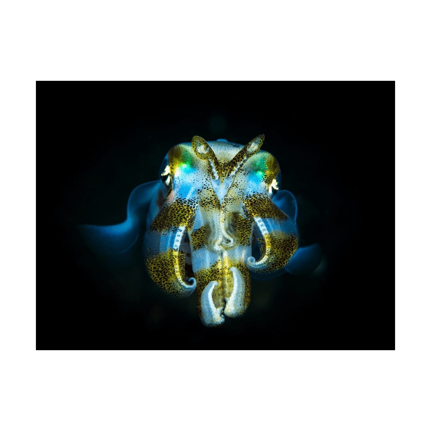 Olympus M.Zuiko Digital 60mm f/2.8 Macro - EM-M6028 - Black, Micro Four Thirds — Buy in Cyprus with Fast Delivery