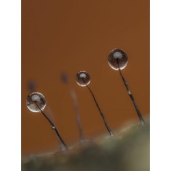 Buy Olympus M.Zuiko Digital ED 90mm F3.5 Macro IS PRO - 90mm Macro Lens with IS ... in Cyprus, Nicosia, Limassol, Larnaka, Pafos