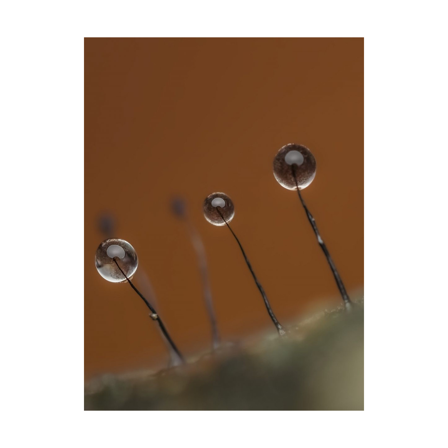 Olympus M.Zuiko Digital ED 90mm F3.5 Macro IS PRO - 90mm Macro Lens with IS PRO (incl. hood & cap)